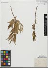Foto von Salix alba L. x Salix fragilis L.